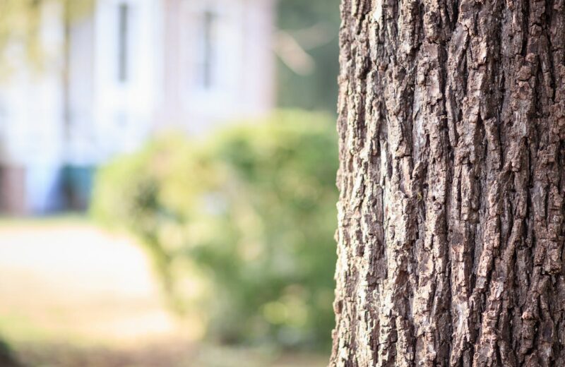 Baum an der Grundgrenze